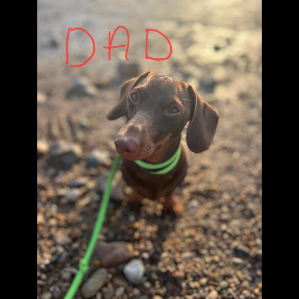Dachshund (Standard &amp; Miniature) - Dogs