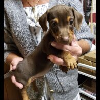 Dachshund (Standard &amp; Miniature) - Dogs