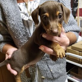 Dachshund (Standard &amp; Miniature) - Dogs