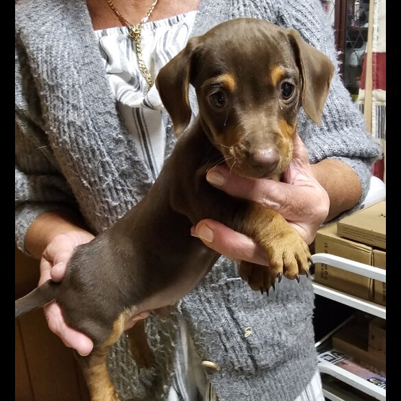 Dachshund (Standard &amp; Miniature) - Dogs