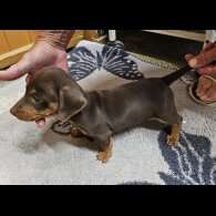 Dachshund (Standard &amp; Miniature) - Dogs