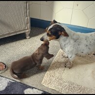 Dachshund (Standard &amp; Miniature) - Dogs