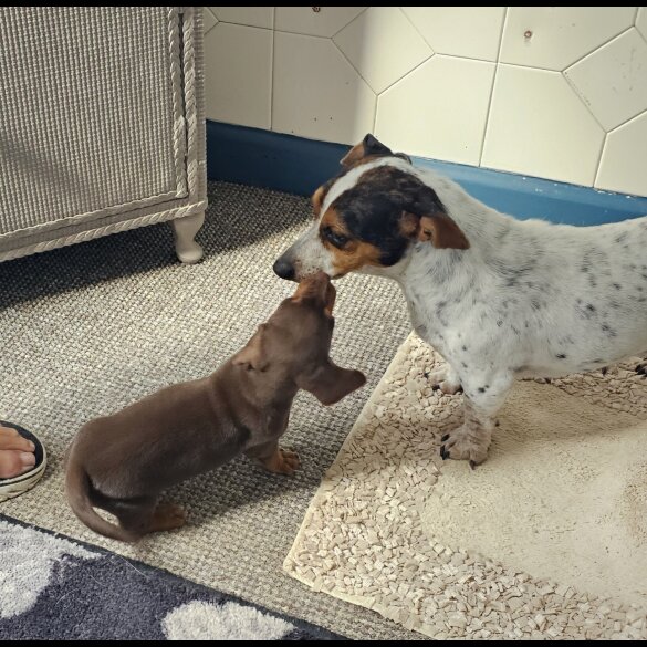 Dachshund (Standard &amp; Miniature) - Dogs