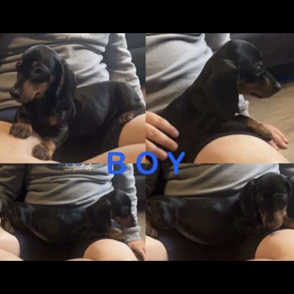 Dachshund (Standard &amp; Miniature) - Both