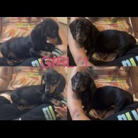 Dachshund (Standard &amp; Miniature) - Both