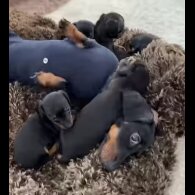 Dachshund (Standard &amp; Miniature) - Both