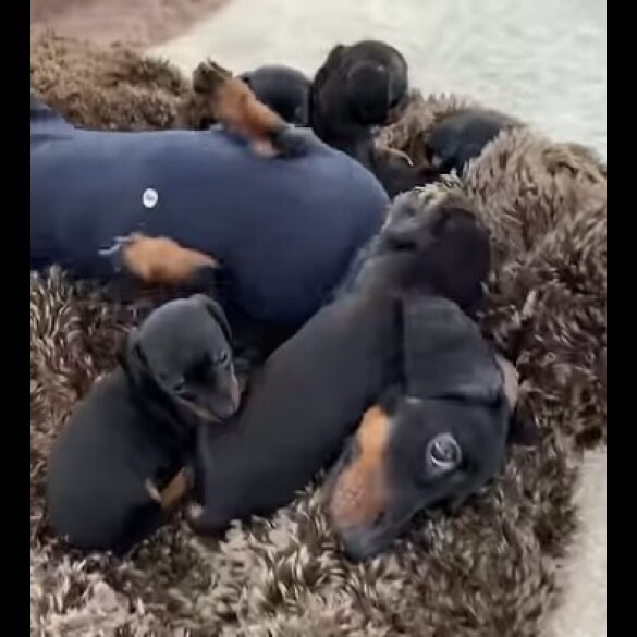 Dachshund (Standard &amp; Miniature) - Both