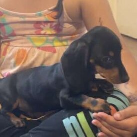 Dachshund (Standard &amp; Miniature) - Both