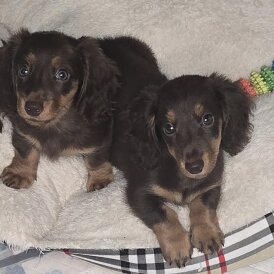 Dachshund (Miniature Long Haired) - Bitches