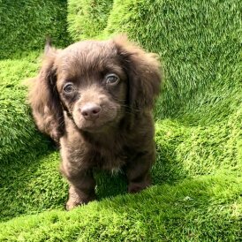 Dachshund (Long Haired) - Both