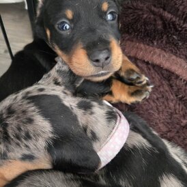 Dachshund (Standard &amp; Miniature) - Both