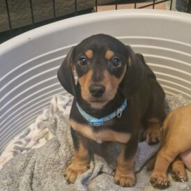 Dachshund (Standard &amp; Miniature) - Both