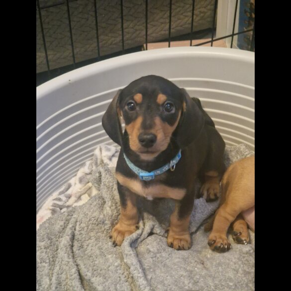 Dachshund (Standard &amp; Miniature) - Both
