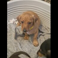 Dachshund (Standard &amp; Miniature) - Both