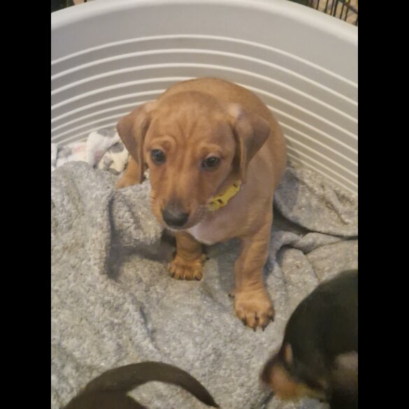 Dachshund (Standard &amp; Miniature) - Both
