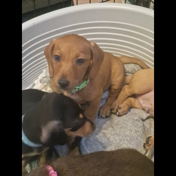 Dachshund (Standard &amp; Miniature) - Both