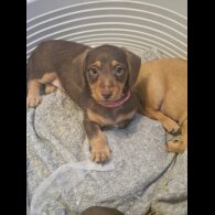 Dachshund (Standard &amp; Miniature) - Both