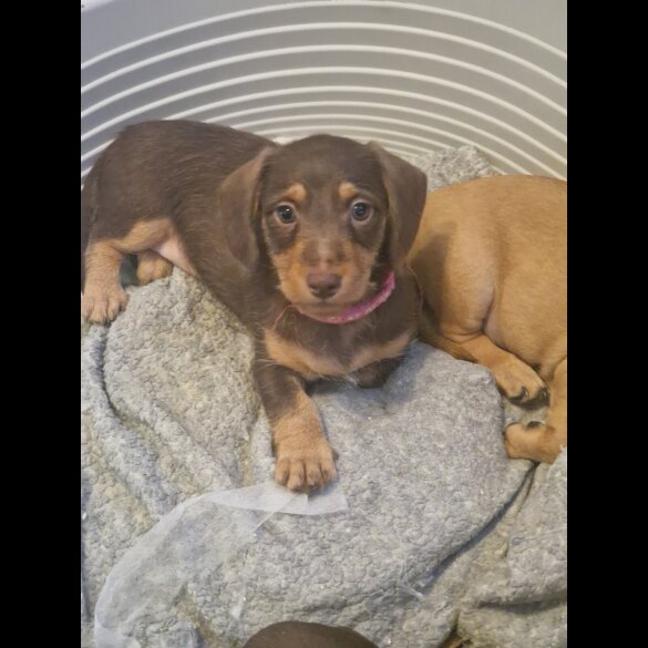 Dachshund (Standard &amp; Miniature) - Both