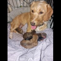 Dachshund (Standard &amp; Miniature) - Both