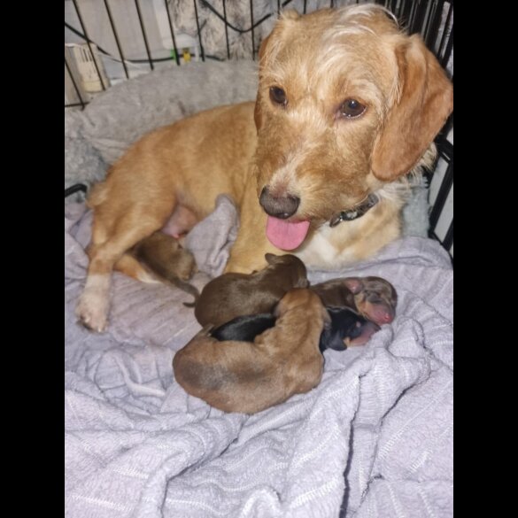 Dachshund (Standard &amp; Miniature) - Both