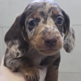 Dachshund (Standard &amp; Miniature) - Both