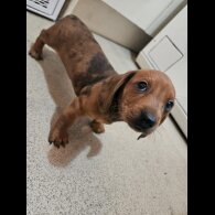 Dachshund (Standard &amp; Miniature) - Both