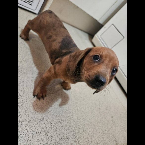 Dachshund (Standard &amp; Miniature) - Both