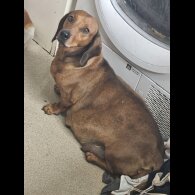 Dachshund (Standard &amp; Miniature) - Both