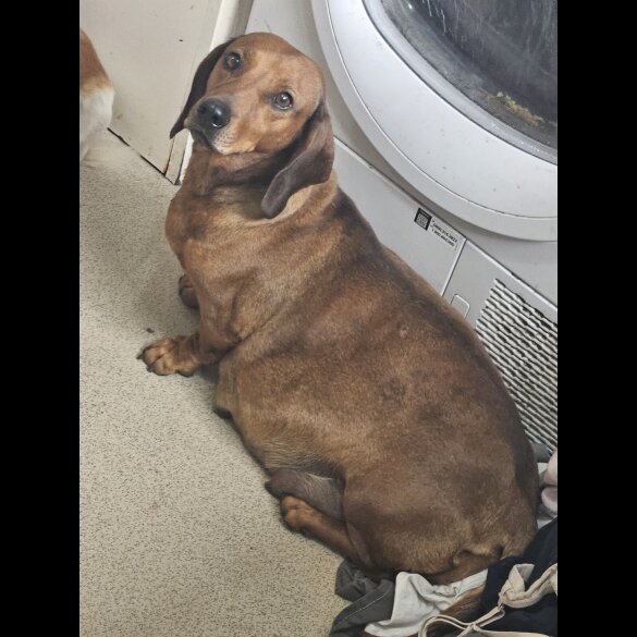 Dachshund (Standard &amp; Miniature) - Both
