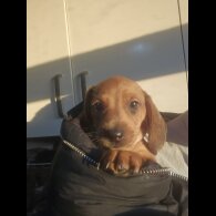 Dachshund (Standard &amp; Miniature) - Both