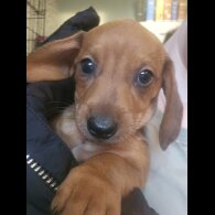 Dachshund (Standard &amp; Miniature) - Both