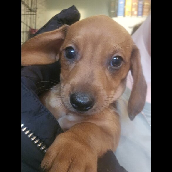 Dachshund (Standard &amp; Miniature) - Both