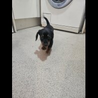 Dachshund (Standard &amp; Miniature) - Both