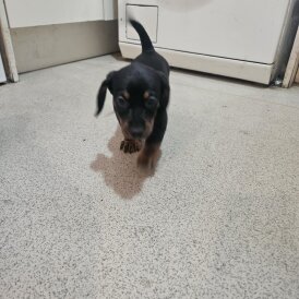 Dachshund (Standard &amp; Miniature) - Both