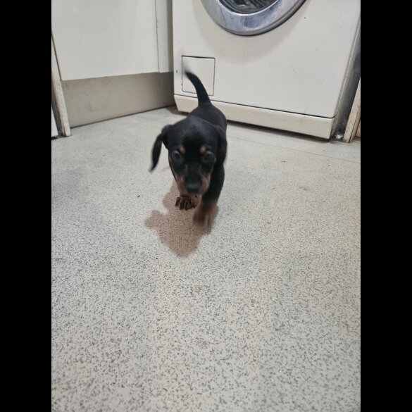 Dachshund (Standard &amp; Miniature) - Both
