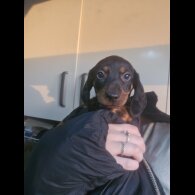 Dachshund (Standard &amp; Miniature) - Both