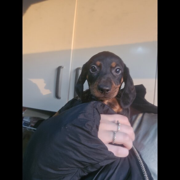Dachshund (Standard &amp; Miniature) - Both