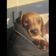 Dachshund (Standard &amp; Miniature) - Both