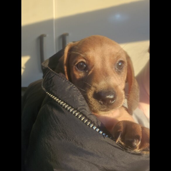 Dachshund (Standard &amp; Miniature) - Both