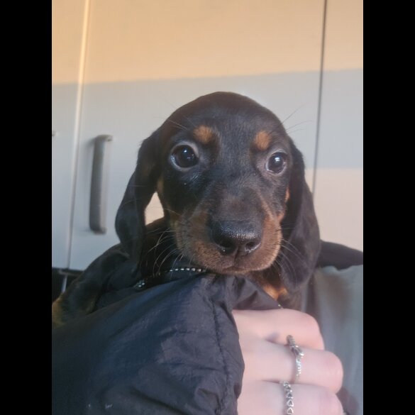 Dachshund (Standard &amp; Miniature) - Both
