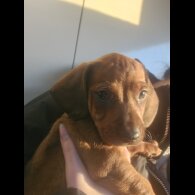 Dachshund (Standard &amp; Miniature) - Both