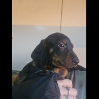 Dachshund (Standard &amp; Miniature) - Both
