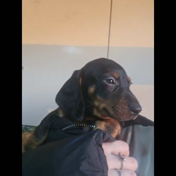 Dachshund (Standard &amp; Miniature) - Both