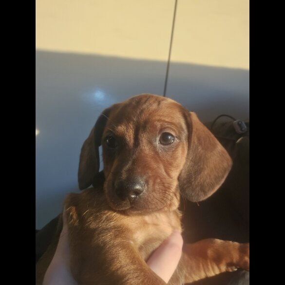 Dachshund (Standard &amp; Miniature) - Both