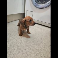 Dachshund (Standard &amp; Miniature) - Both