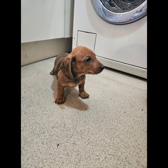 Dachshund (Standard &amp; Miniature) - Both