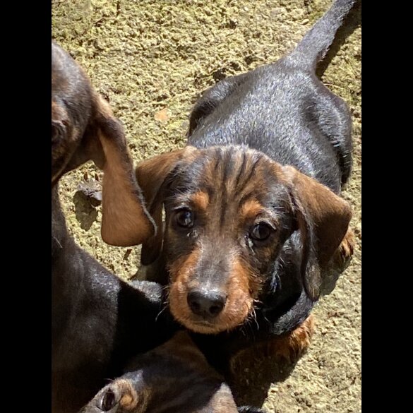 Dachshund (Standard &amp; Miniature) - Dogs