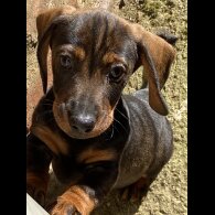 Dachshund (Standard &amp; Miniature) - Dogs