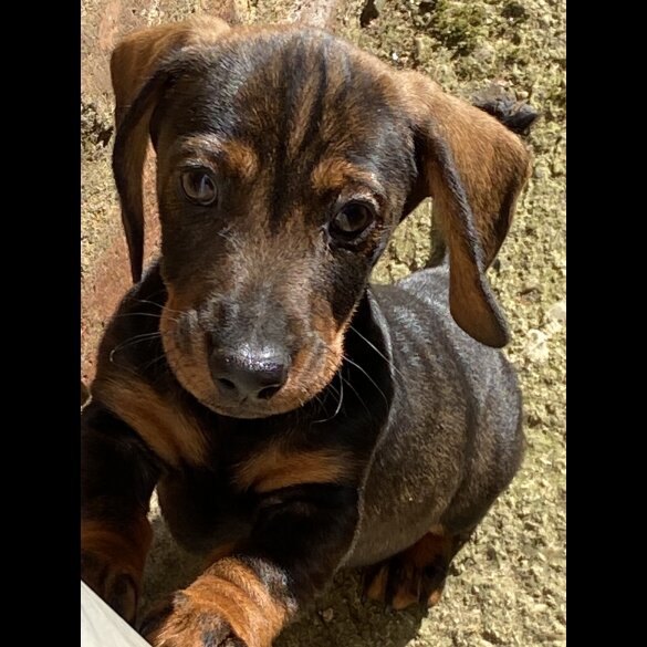 Dachshund (Standard &amp; Miniature) - Dogs