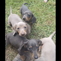 Dachshund (Standard &amp; Miniature) - Both